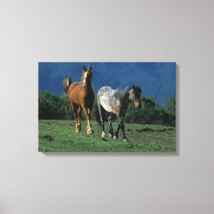Wild Mustang Horses Canvas Print
