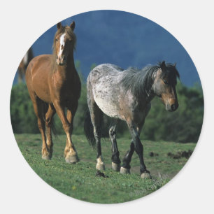 Wild Mustang Horses Classic Round Sticker