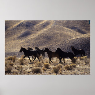 Wild Mustang Horses in the Desert 1 Poster