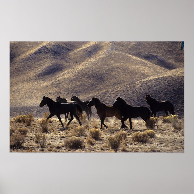 Wild Mustang Horses in the Desert 1 Poster (Front)
