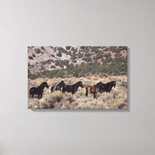 Wild Mustang Horses in the Desert 2 Canvas Print