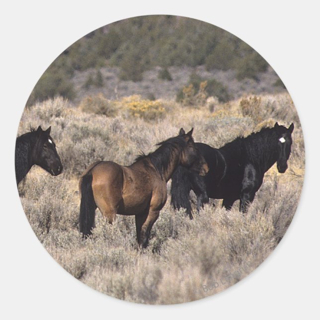 Wild Mustang Horses in the Desert 2 Classic Round Sticker (Front)