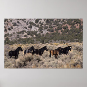 Wild Mustang Horses in the Desert 2 Poster