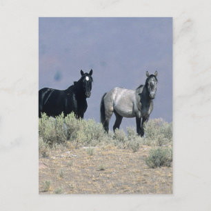 Wild Mustang Horses in the Desert 3 Postcard
