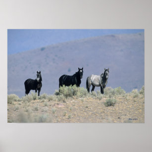 Wild Mustang Horses in the Desert 3 Poster