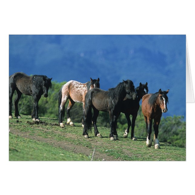 Wild Mustang Horses in the Mountains (Front Horizontal)