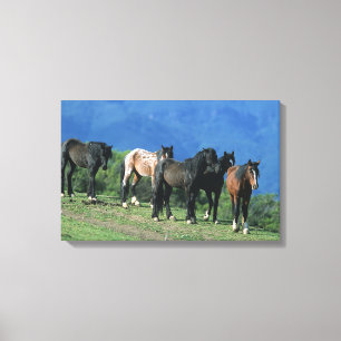 Wild Mustang Horses in the Mountains Canvas Print