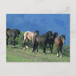 Wild Mustang Horses in the Mountains Postcard