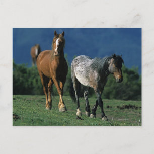 Wild Mustang Horses Postcard