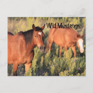 Wild Mustang Horses Postcard