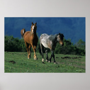 Wild Mustang Horses Poster