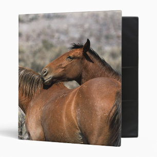 Wild Mustang Horses Touching Binder