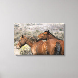 Wild Mustang Horses Touching Canvas Print