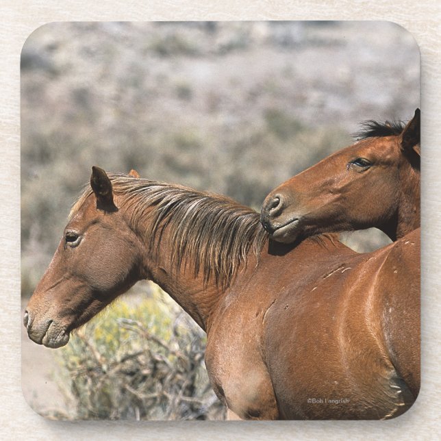 Wild Mustang Horses Touching Coaster (Front)