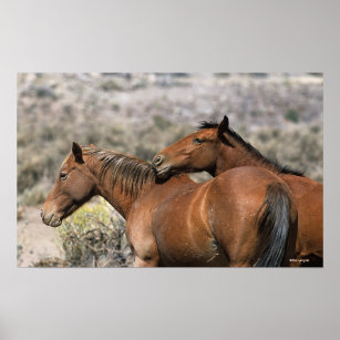 Wild Mustang Horses Touching Poster