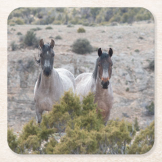 Wild Mustang Mare and Wild Horse Stallion Square Paper Coaster