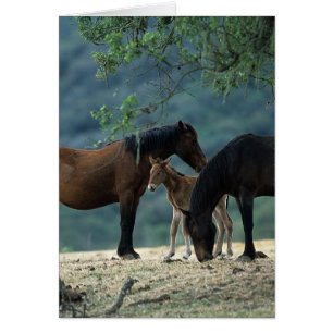 Wild Mustang Mare & Foal