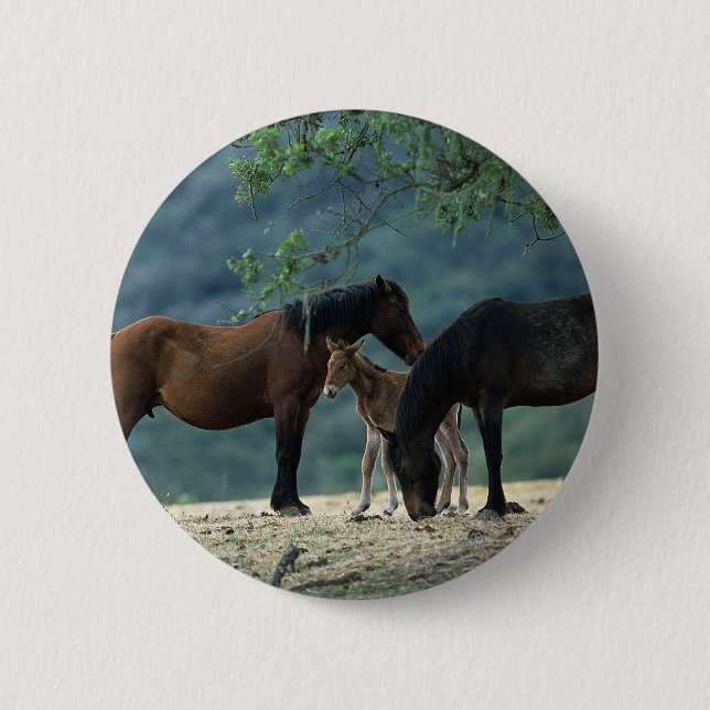 Wild Mustang Mare & Foal 2 Inch Round Button (Front)