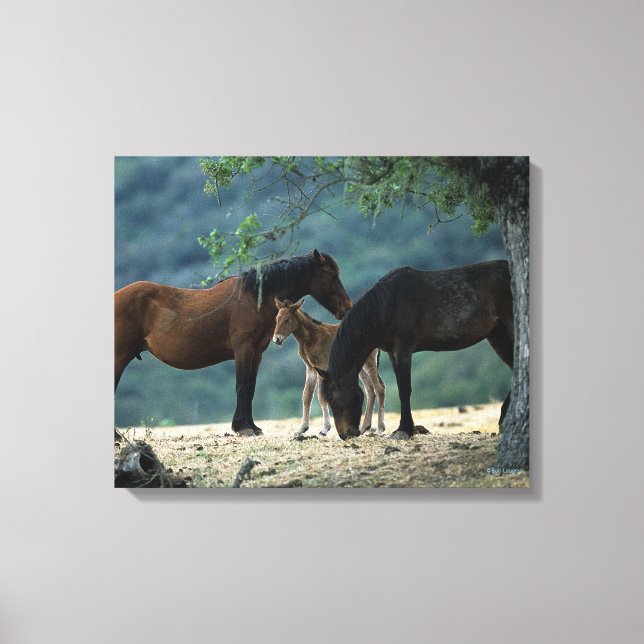 Wild Mustang Mare & Foal Canvas Print (Front)