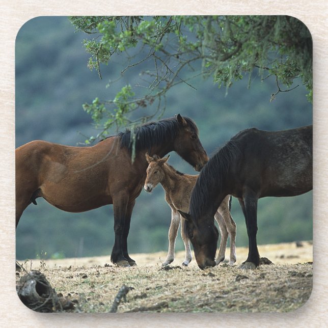 Wild Mustang Mare & Foal Coaster (Front)