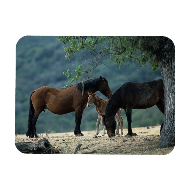 Wild Mustang Mare & Foal Magnet (Horizontal)