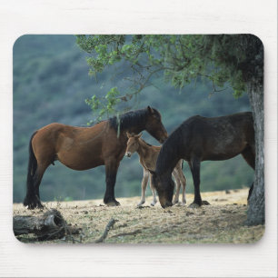 Wild Mustang Mare & Foal Mouse Pad