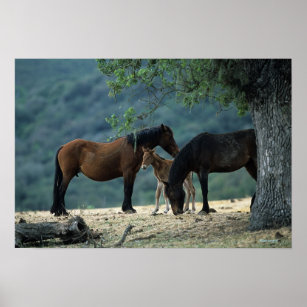 Wild Mustang Mare & Foal Poster