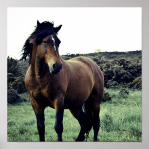 Wild Mustang Poster