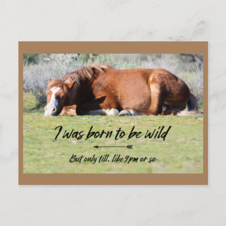 Wild Mustangs Forever Postcard