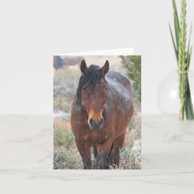 Wild mustangs in the snow card (Front)