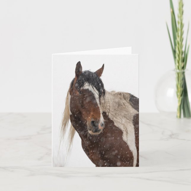 Wild mustangs in the snow card (Front)