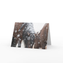 Wild Mustangs in the Snow card