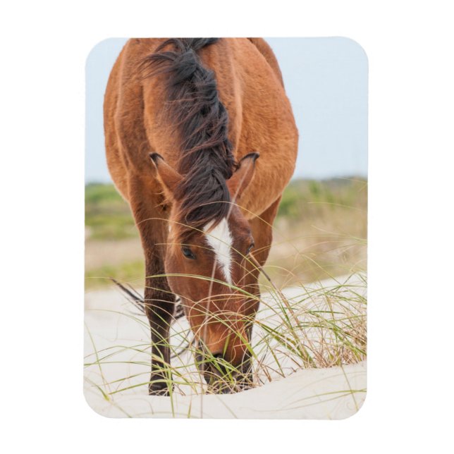 Wild Mustangs or Banker Horses Magnet (Vertical)