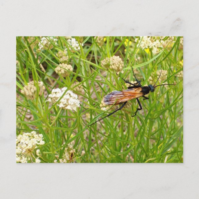 Wild New Mexico Wasp Postcard (Front)