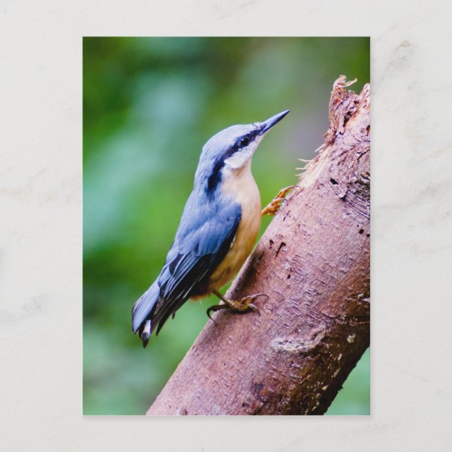 Wild Nuthatch In The Woods  - Post card (Front)
