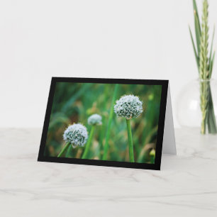Wild Onion Blossom Card
