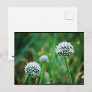 Wild Onion Blossom Postcard
