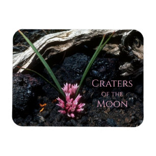 Wild Onion Flowers Growing between Lava Rocks Magnet