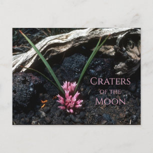 Wild Onion with Flower, Lava, Craters of the Moon Postcard