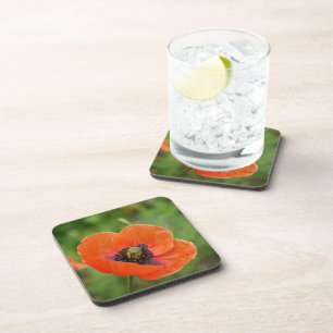 Wild Orange Poppy Flower (NZ) Set of 6 Coaster