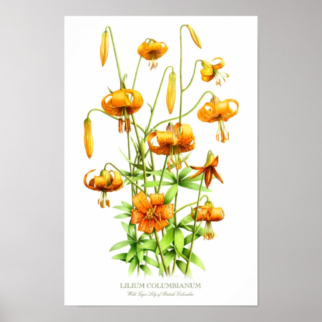 Wild Orange Tiger Lilies Botanical Art Print (Front)