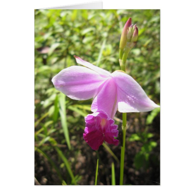 Wild Orchid - Customized (Front)