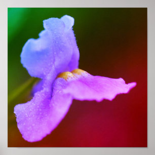 Wild Orchid Flower  Poster