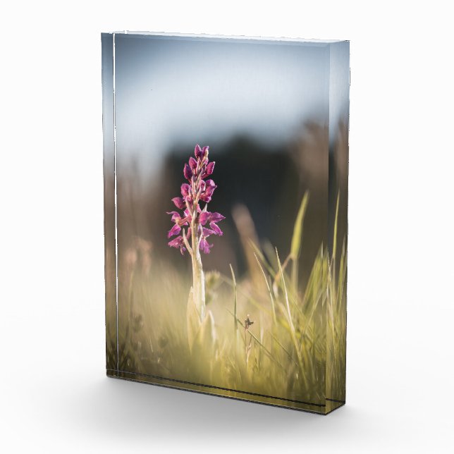 Wild Orchid Nature Photo (Right)