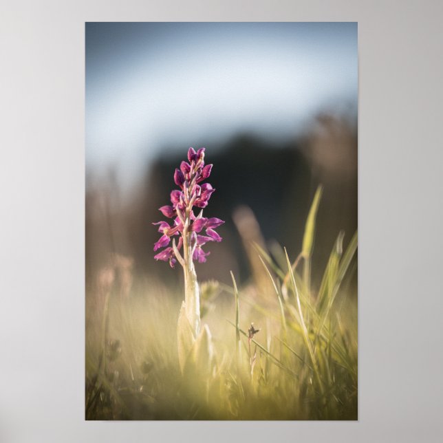 Wild Orchid Nature Photo Poster (Front)