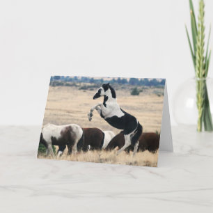 Wild Oregon Pinto Filly - Carte pour notes HOPI