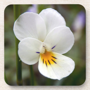 Wild Pansy Hard Plastic Coasters
