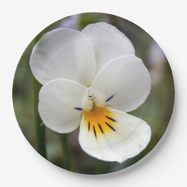 Wild Pansy Paper Plates (Front)