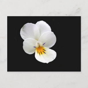 Wild Pansy Postcard