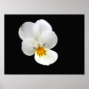 Wild Pansy Poster